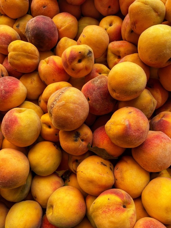 Où vivre une expérience de pêche traditionnelle sur des bateaux locaux en Croatie ?