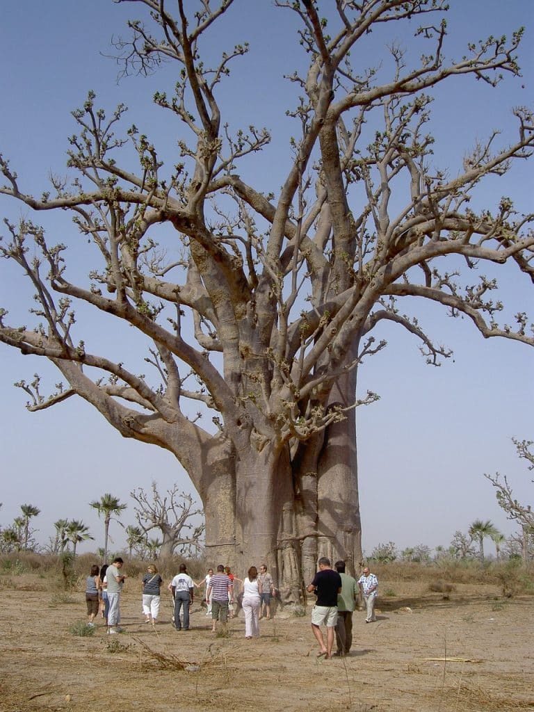 nature, baobab, senegal